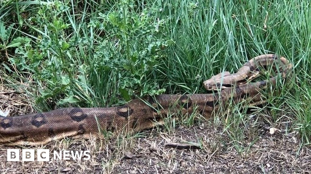 Boa constrictor captured beside River Thames at Barnes - BBC News