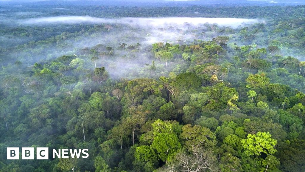 Facebook To Act On Illegal Sale Of Amazon Rainforest c News