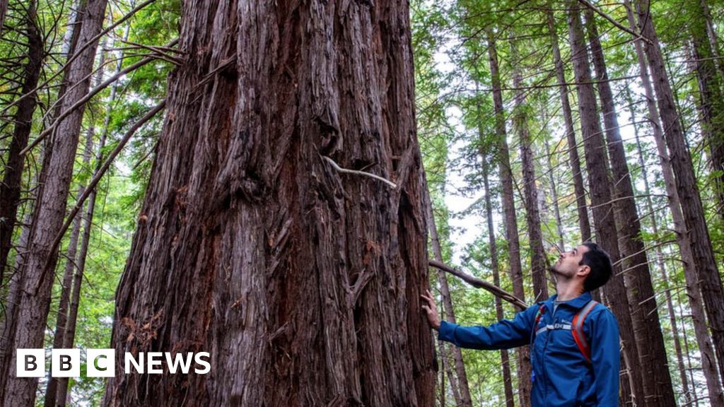 500 acres of California forestland returned to indigenous tribes