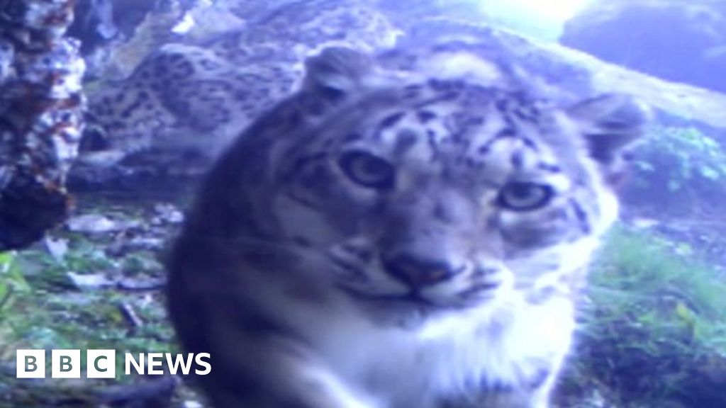 Rare footage of endangered snow leopards released - BBC News