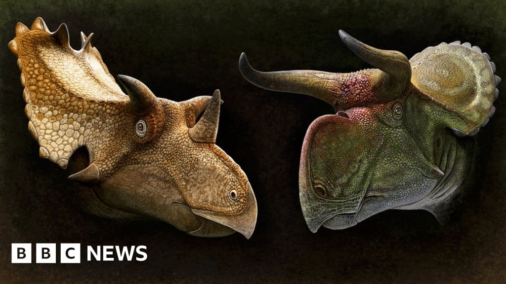 Triceratops may have had horns to attract mates