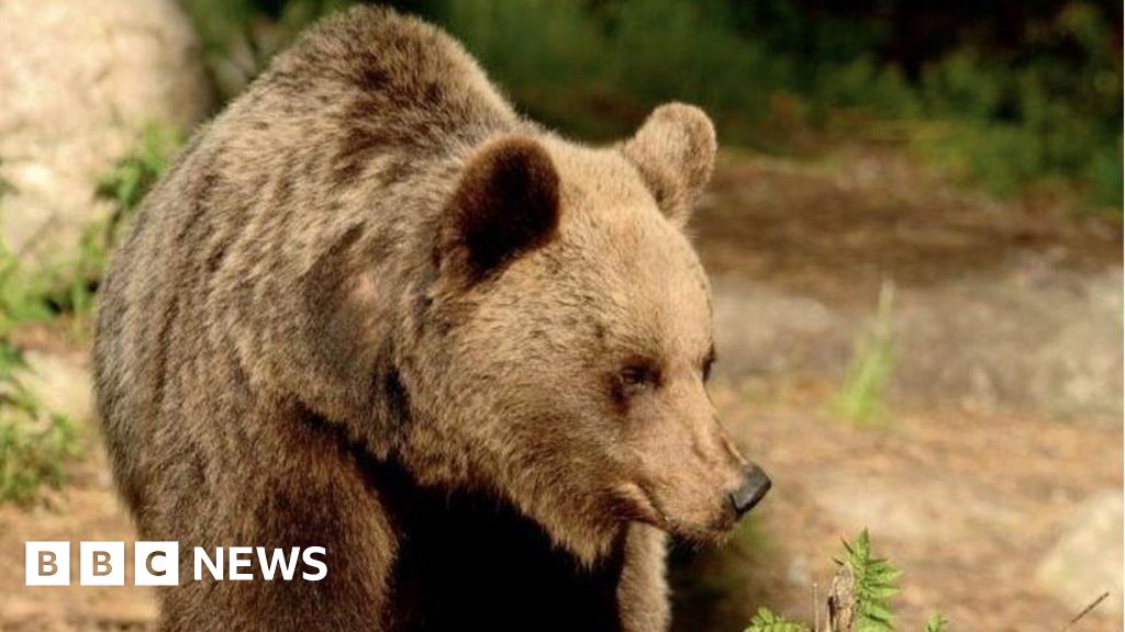 Bear hunt after jogger is killed in Italian Alps