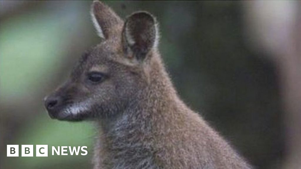 Wallaby Seen Near Wombourne Sainsbury S Bbc News,Robo Dwarf Hamster Cages