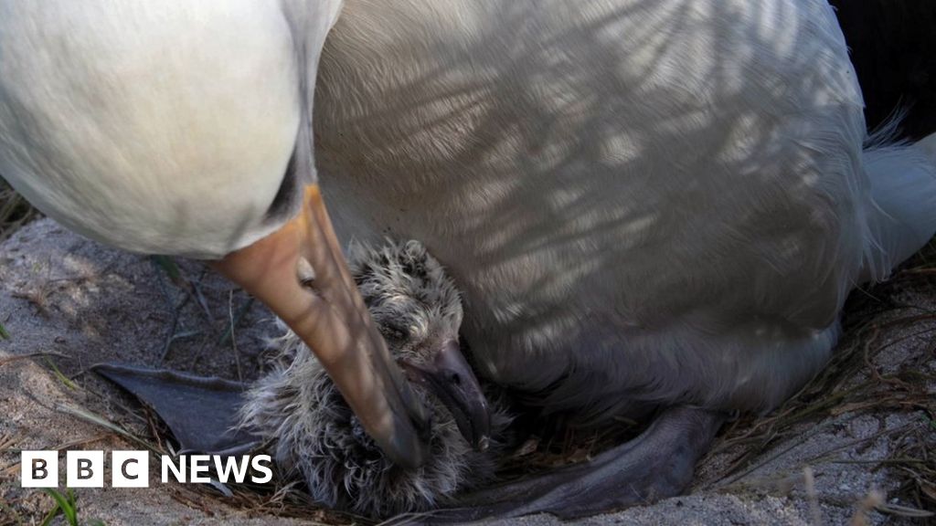 World's oldest known wild bird has another chick at age of 70