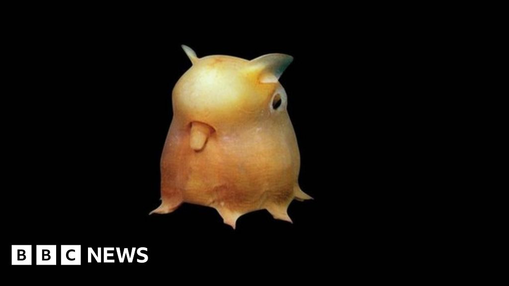In pictures: Asia's creatures of the deep sea - BBC News