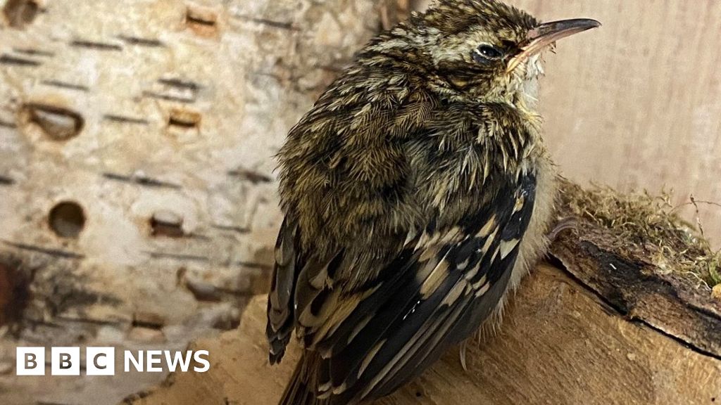 Shropshire animal rescue charity fears closure amid bird flu outbreak