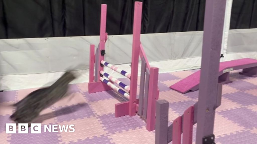 Spalding hosts more than 250 cats at international show