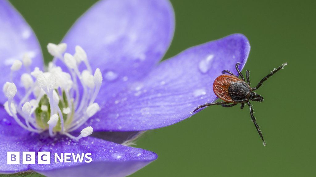 Ticks emerge early in February's mild weather