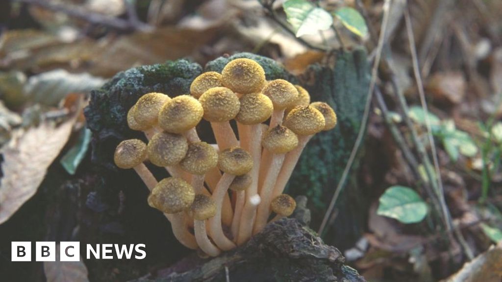 Honey fungus secrets fall to science