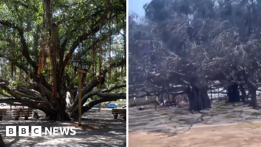 Before and after: Lahaina's iconic banyan tree - BBC News