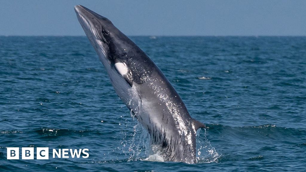 Minke whale spotted leaping off Yorkshire coast