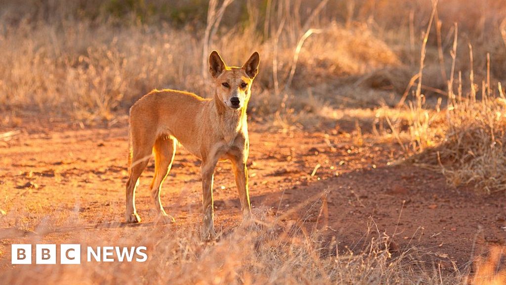 Father saves toddler from dingo attack