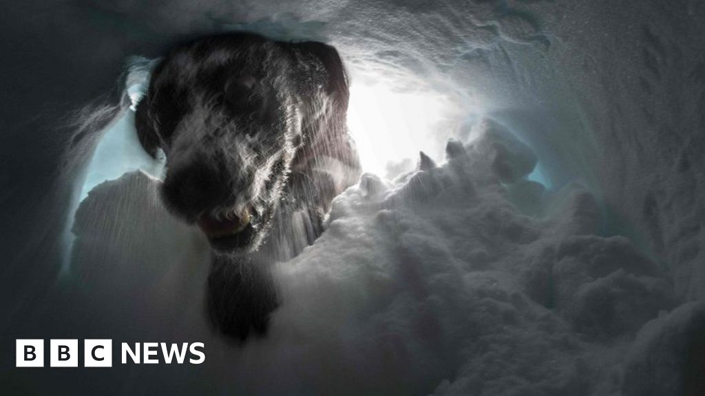 Week In Pictures 19 25 January 2019 Week In Pictures 19 25 January 2019