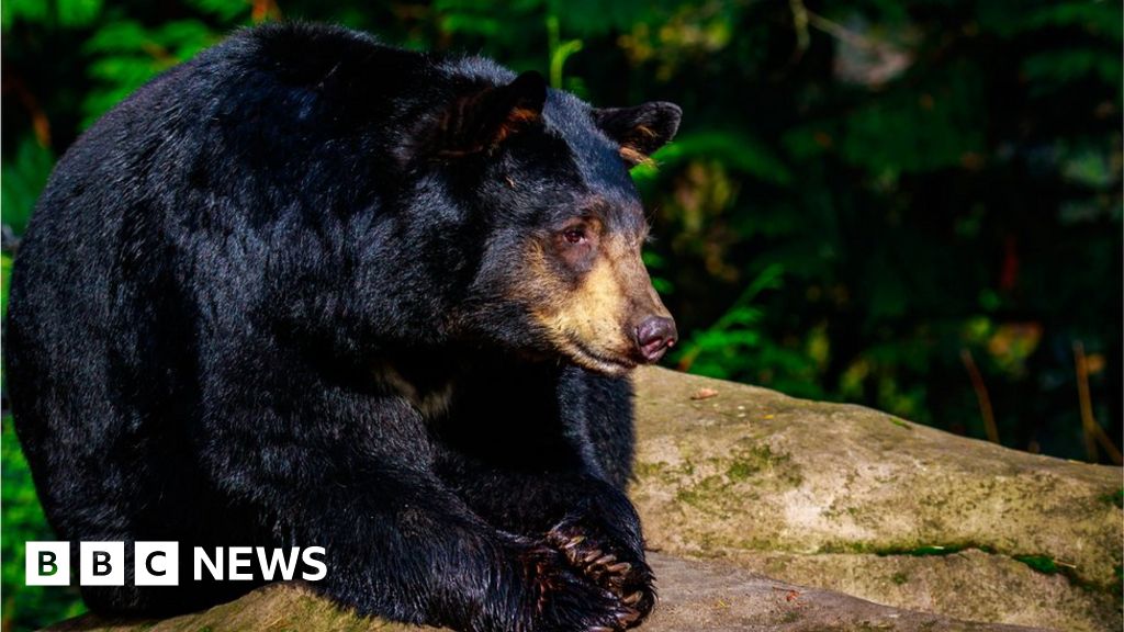 Misfire at Oregon bear results in death of two US brothers