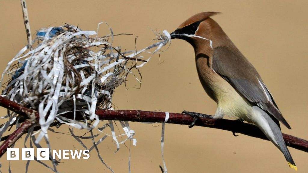 Bird Nests Tell Extraordinary Stories, If You Learn How to Read Them