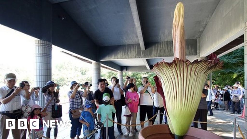 Japan: World's largest flower blooms in Tokyo park - BBC News