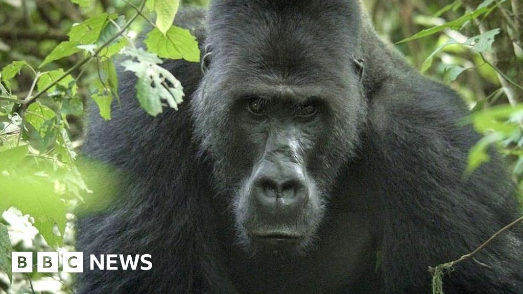 Спечелване на доверието на 40-стоун сребърна горила