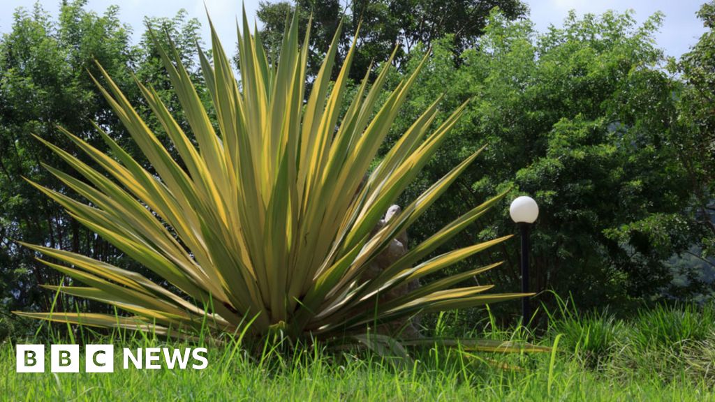 African sisal plant roped into Shetland peat project BBC News