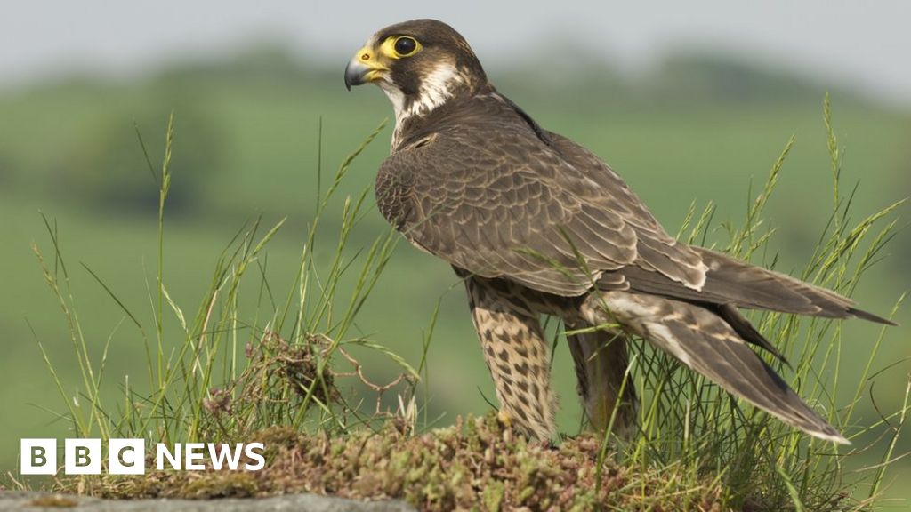 Police probe after peregrine falcon found dead in trap - BBC News