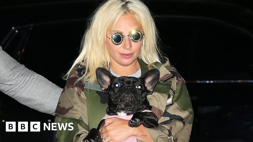 Lady Gaga wins case to keep $500,000 dognapping reward