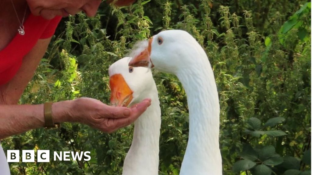 Cwmbran: Feisty geese eviction upsets town's bird lovers