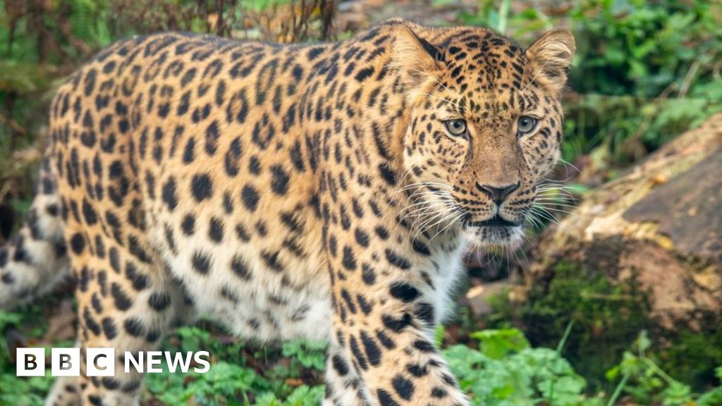 ダートムーア動物園が「世界で最も珍しい大型ネコ科動物」を歓迎
