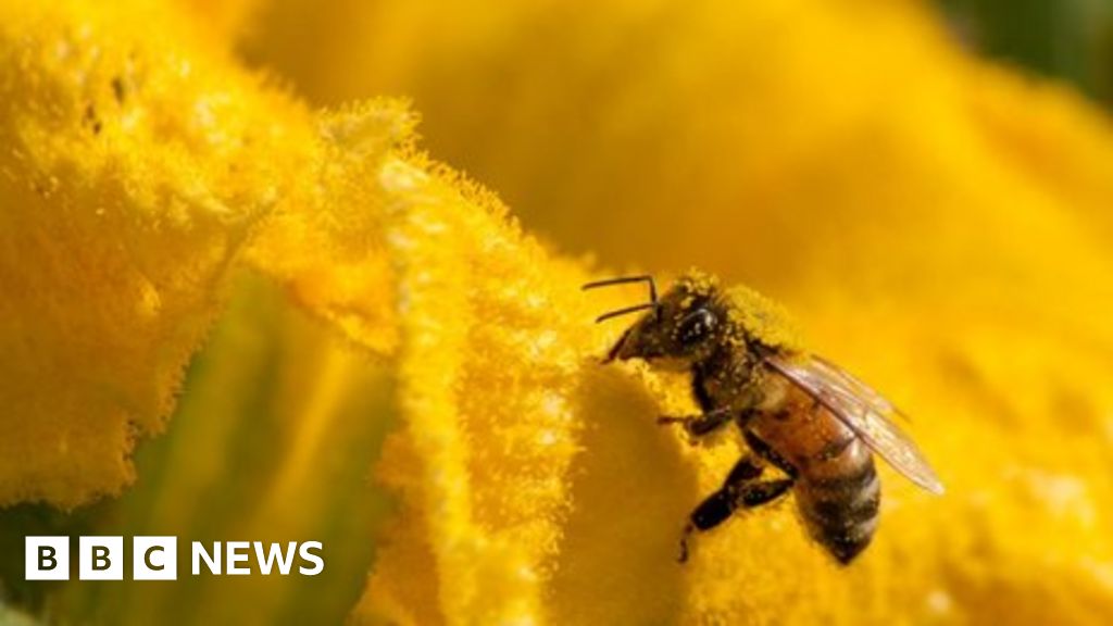 Nature crisis: 'threaten 1m species with extinction' - BBC News