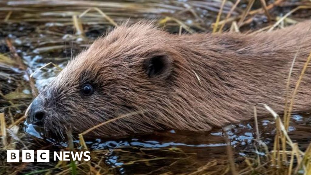 Beavers in Cairngorms for first time in 400 years