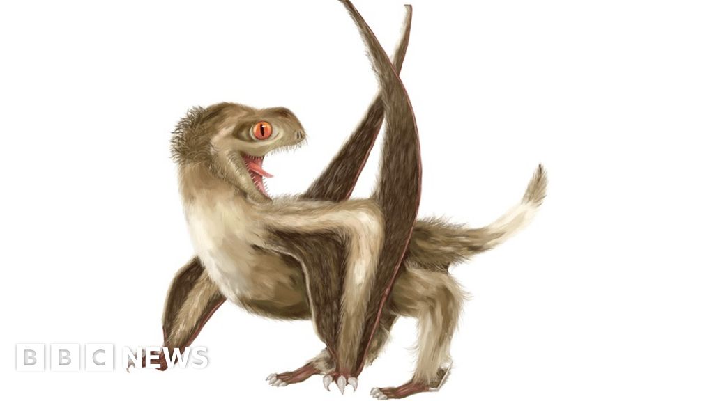 Fur flies over new pterosaur fossils