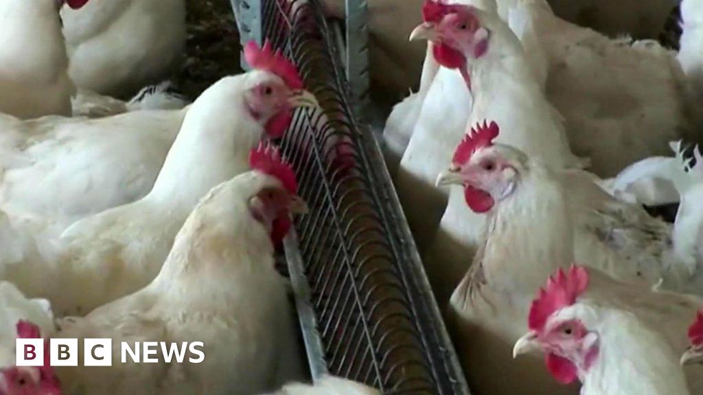 Bird flu hits South Africa's poultry industry BBC News