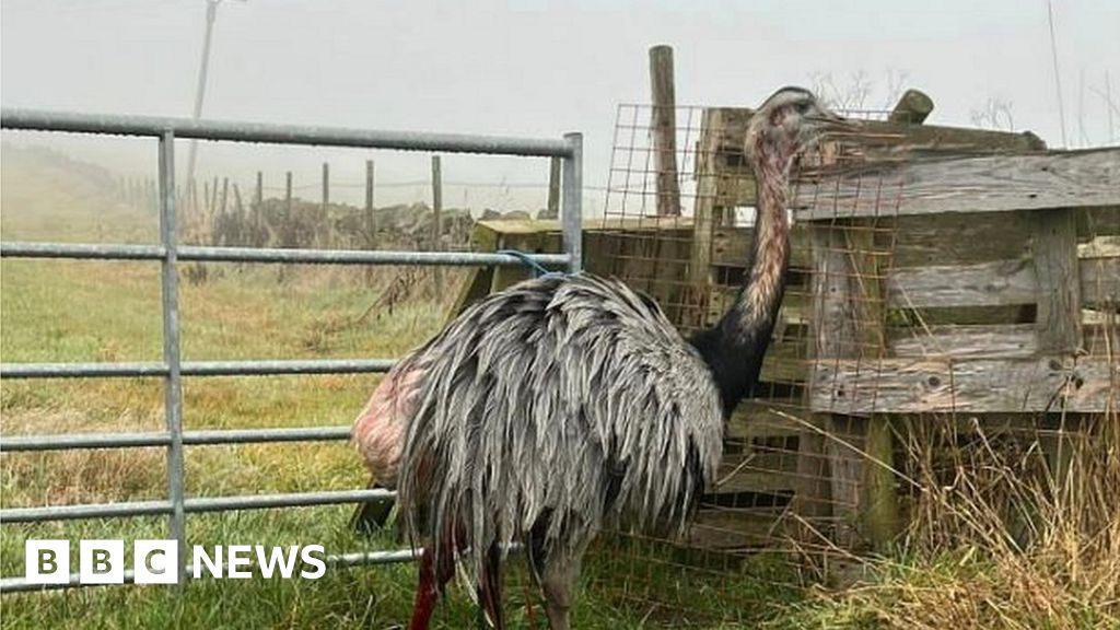 Halifax: Pet Rhea Dies After 'horrific' Dog Attack - BBC News