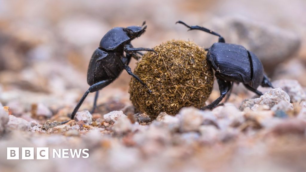 'Alarming' loss of insects and spiders recorded