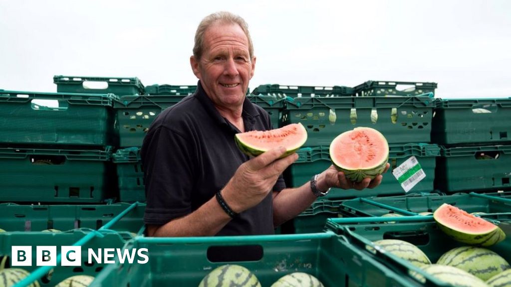 Wisbech farm claims UK record-breaking year for watermelons