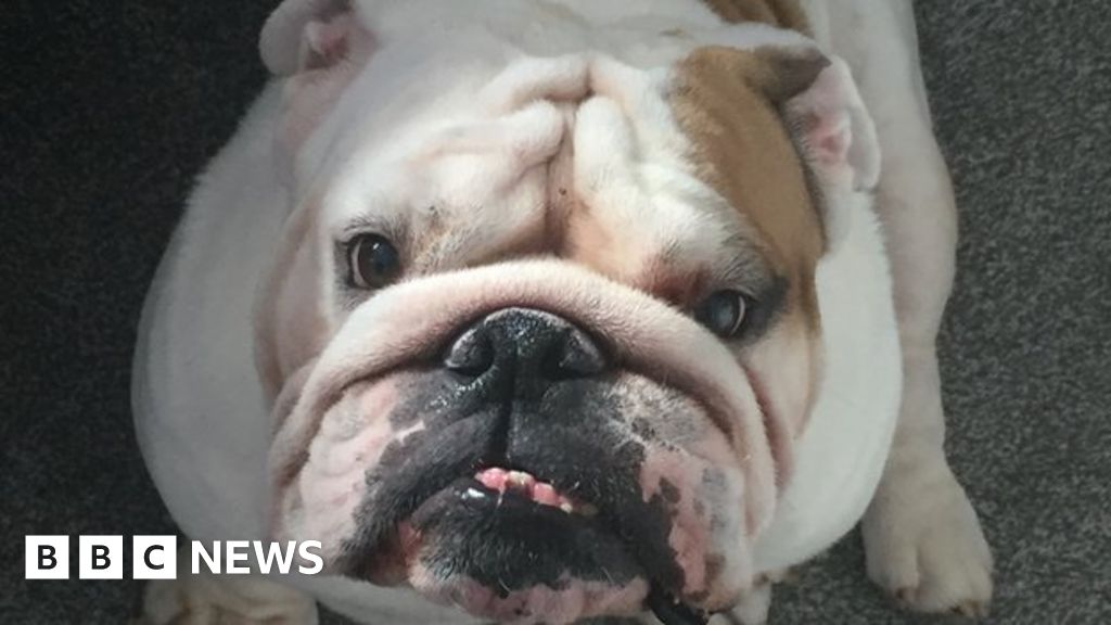 Owners of 'flat-faced' dogs discuss highs and lows of owning one - BBC News