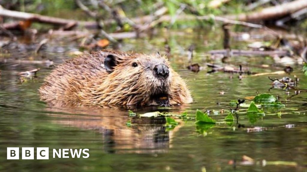 Beaver experiment 'to combat flooding' in North Yorkshire BBC News