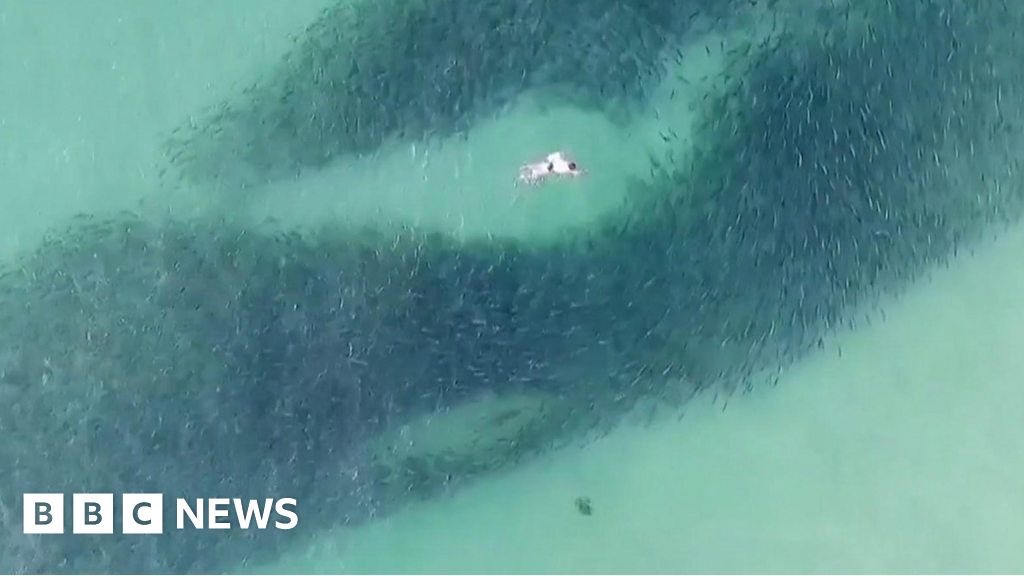 Swimming with sharks at Bondi Beach - BBC News