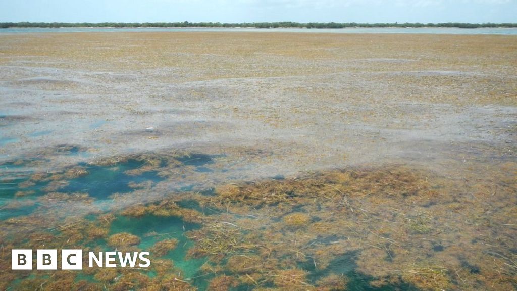 Sargassum The biggest seaweed bloom in the world BBC News