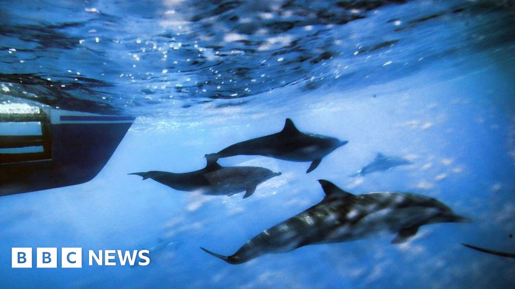 Navy sonar broke whale protection laws, says US court - BBC News