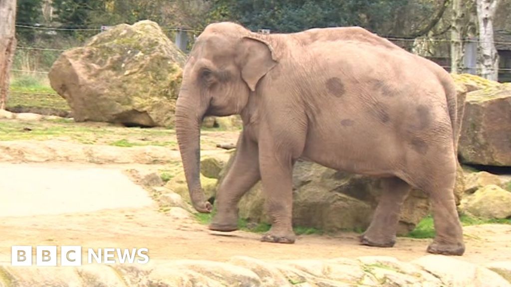 Twycross Zoo Says Goodbye To Its Four Asian Elephants Bbc News