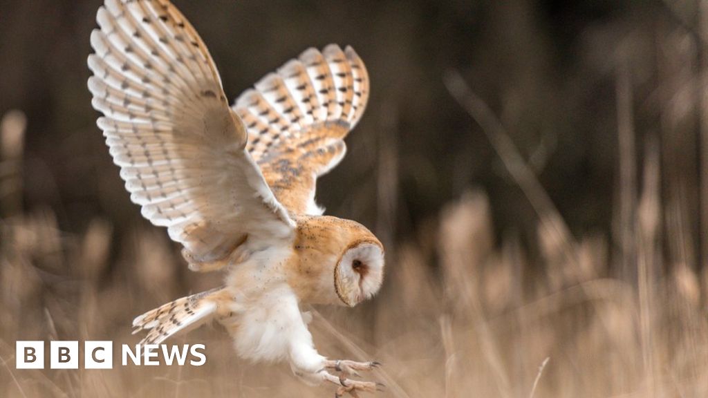 Owls Hold Secret To Ageless Ears Bbc News