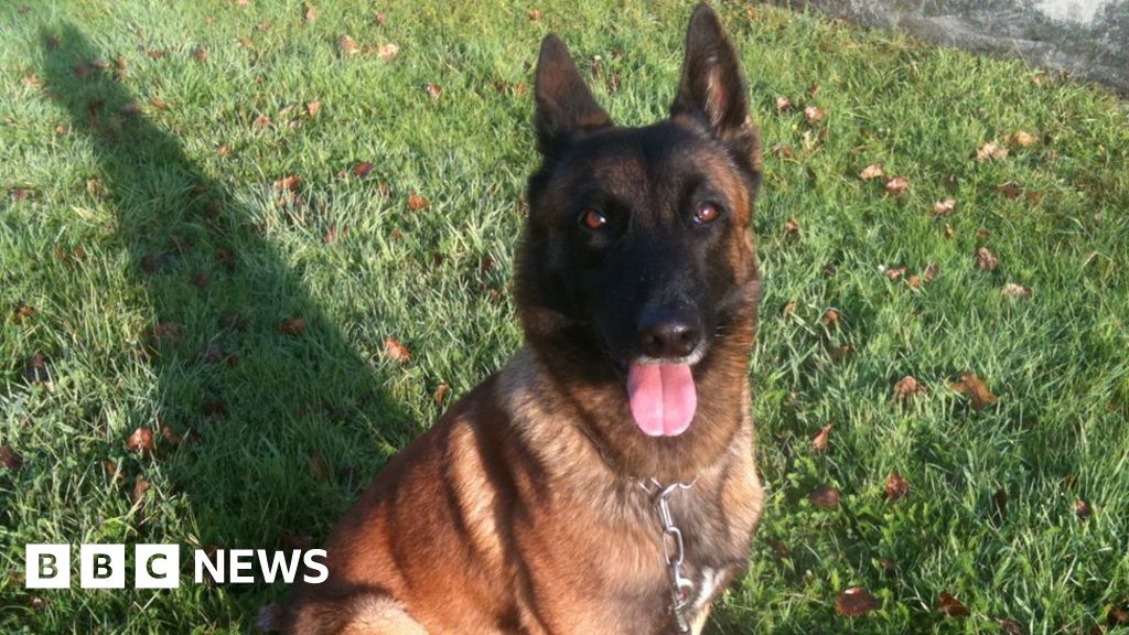 Dickin Medal For Diesel The Police Dog Killed In Paris Attacks Raid Bbc News A case was registered after a female dog was allegedly sexually assaulted at a shopping complex in powai on thursday.