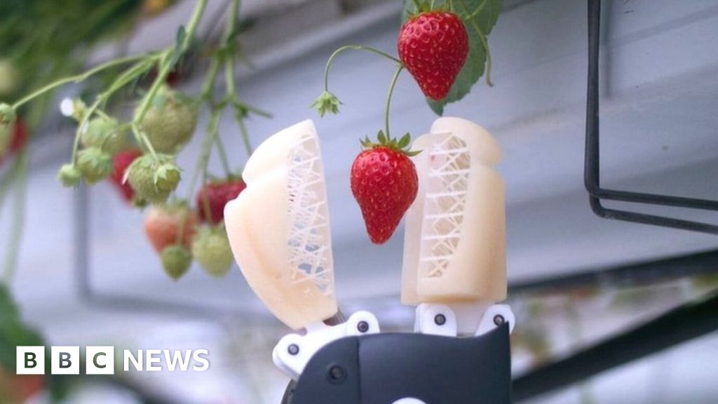 The Strawberry Picking Robots Doing A Job Humans Wont Bbc News 