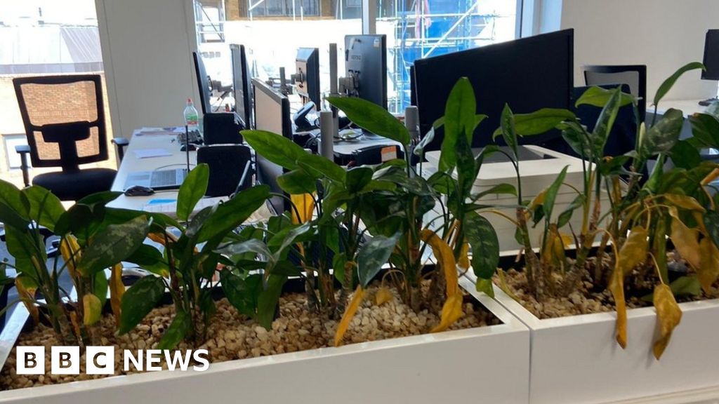 Bankrupt Slough Borough Council spent £28k on HQ's plants