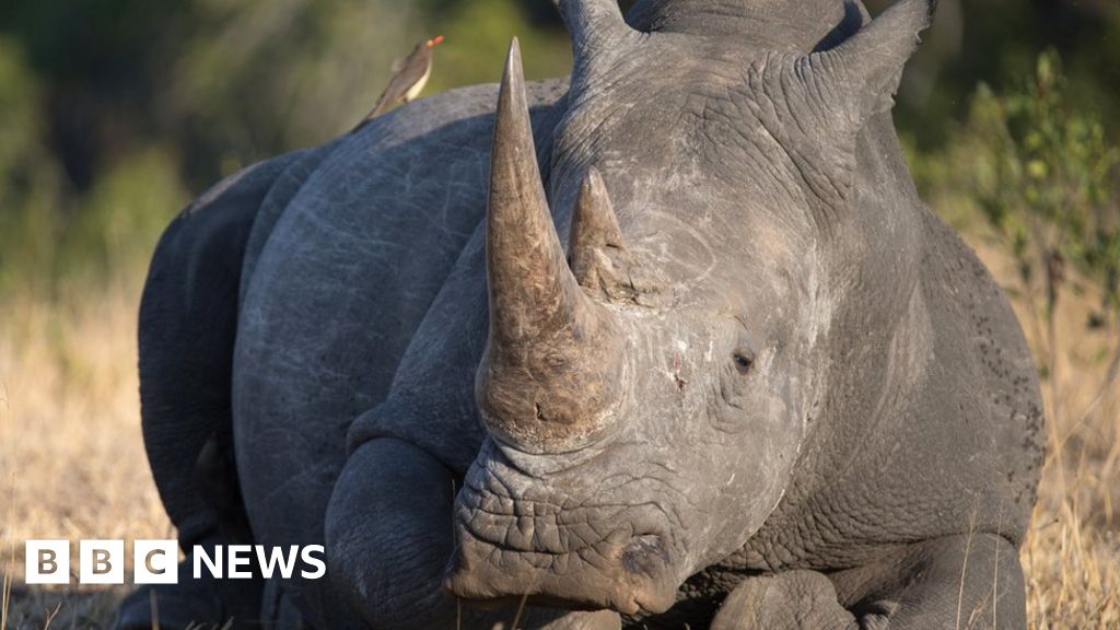 Leroy Brewer: South Africa hunts rhino-poaching investigator's killers ...