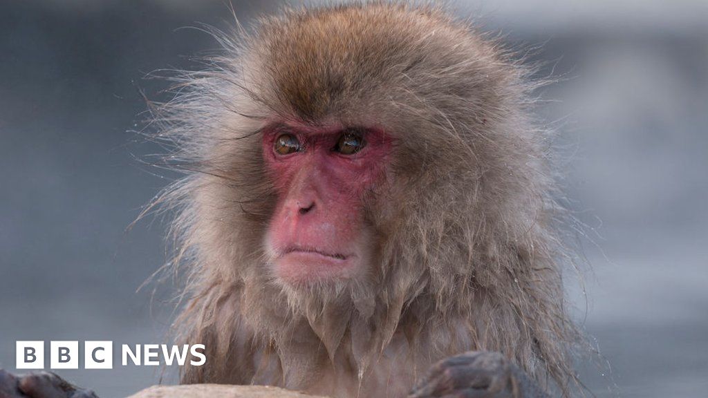 Japan’s police to take measures after wild monkey rampages