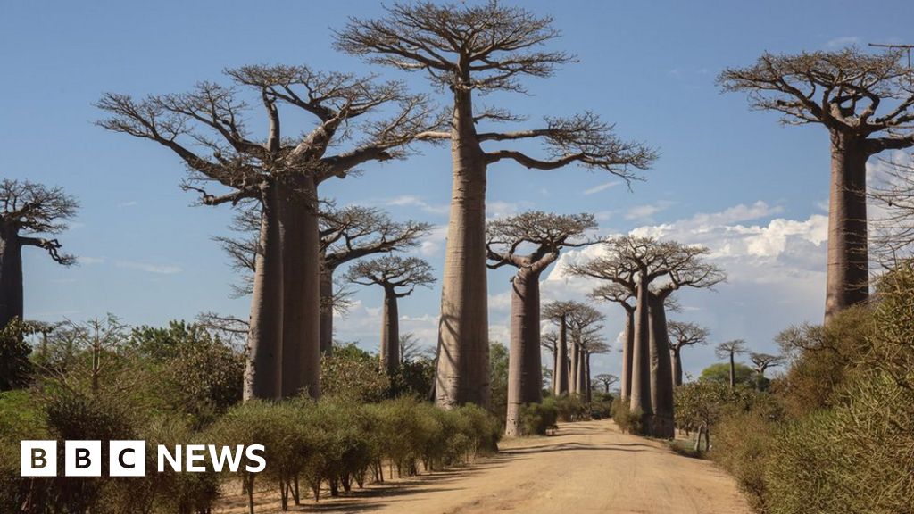 Учените са разреши мистерията на произхода на древните дървета баобаб