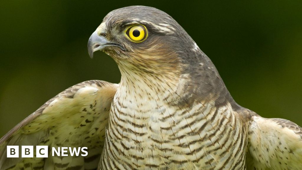 City sparrowhawks make 'better breeders' than rural birds