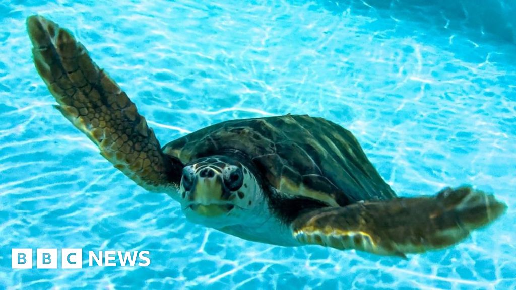 Off Course Turtle Named After Scottish Island Taken 1700 Miles Home