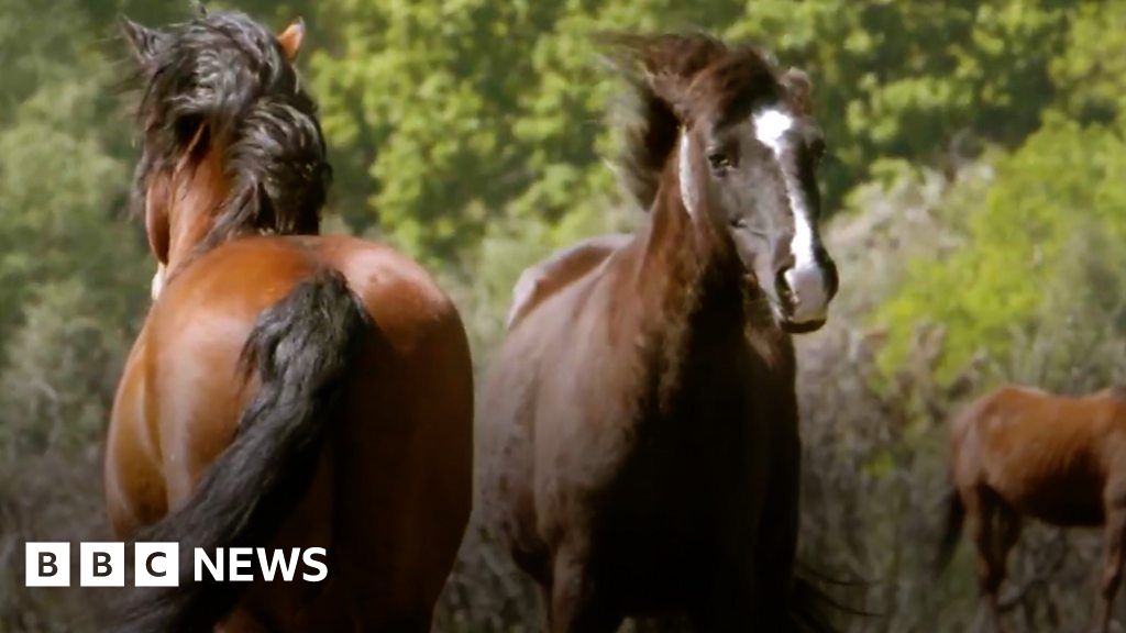 New Forest: Video shows stallions being released