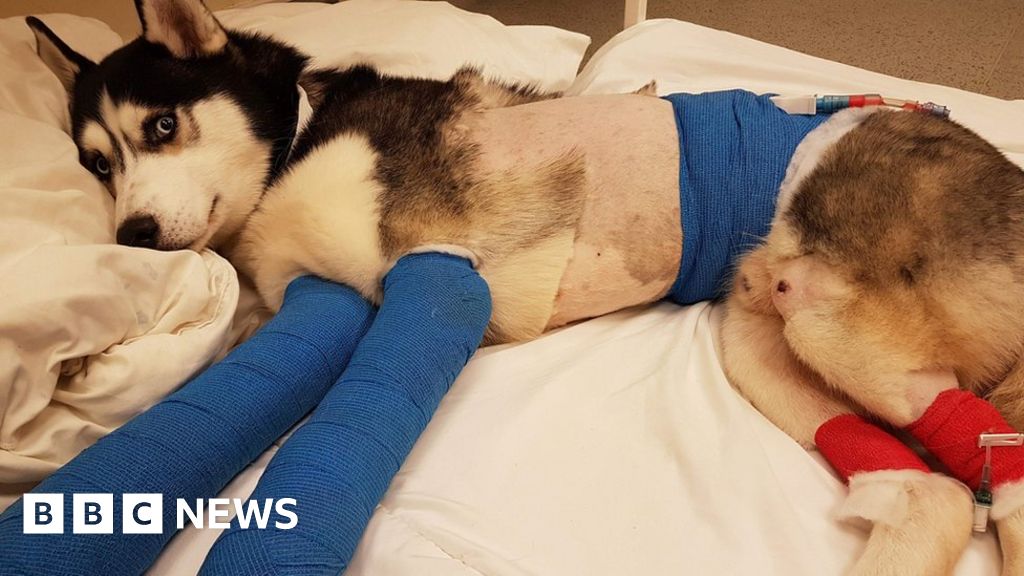 Newquay hit and run husky dog seriously injured by van